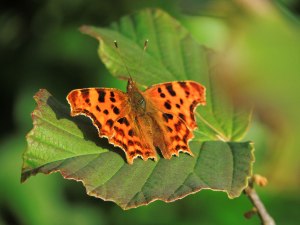 Comma butterfly by Edward Parnell