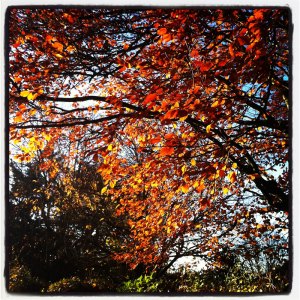 Autumn leaves by Edward Parnell