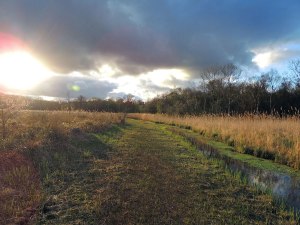 NWT Upton Broad and Marshes