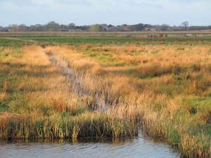 Grazing marshes at Upton Broad