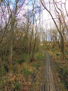 NWT Upton Broad and Marshes