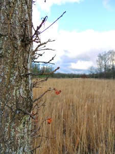 Reeds at Upton Marshes
