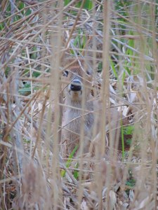 Chinese Water Deer at NWT Upton Broad and Marshes 