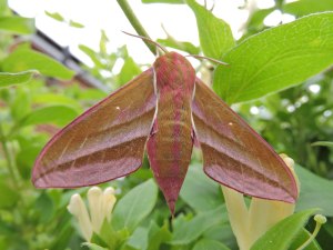 Elephant Hawkmoth