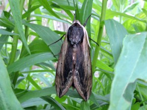 Privet hawkmoth
