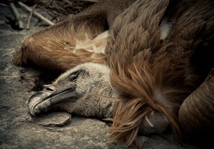 The situation for Africa's vultures is bleak - but it's not too late... (Photo: Estitxu Martinez de Albeniz)