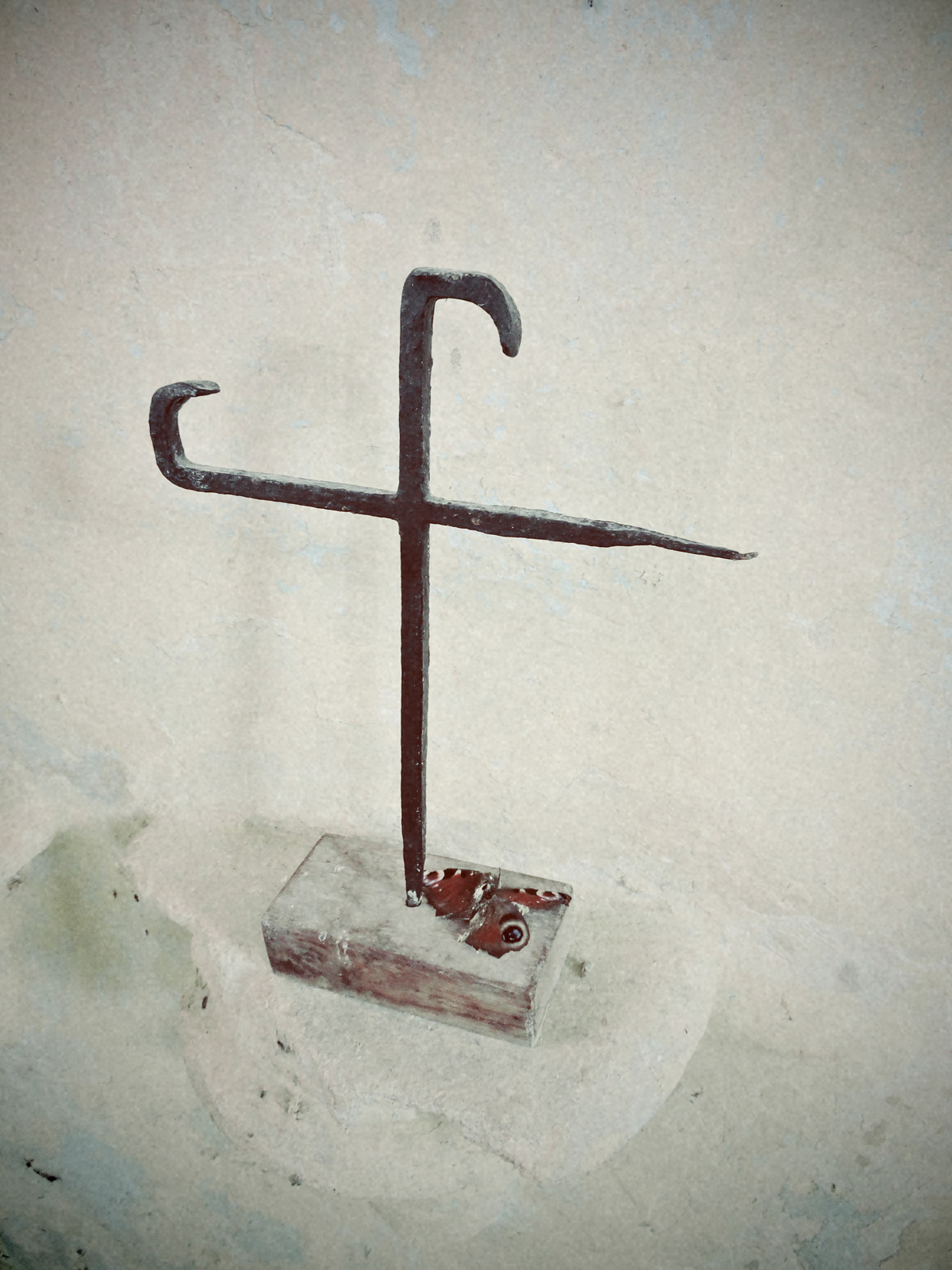 Fallen peacock (Photo: Edward Parnell)