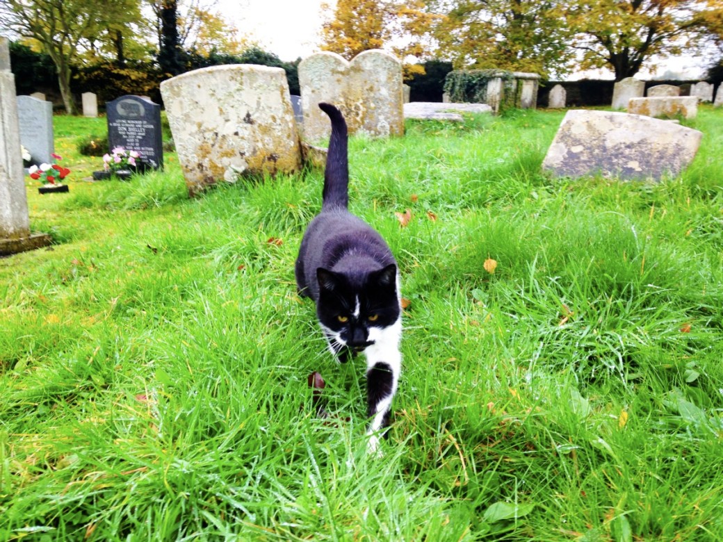 mrj_churchyard-cat