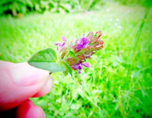 image6_parnell_chicken-or-hen