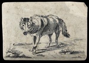 A wolf on the prowl. Etching after P. Potter, 1659.
